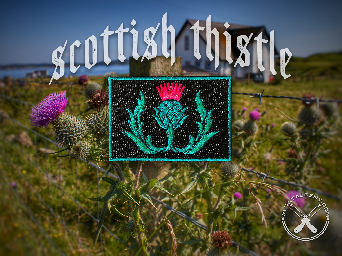 Scottish Thistle Patch